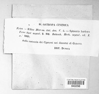 Ostropa barbara image